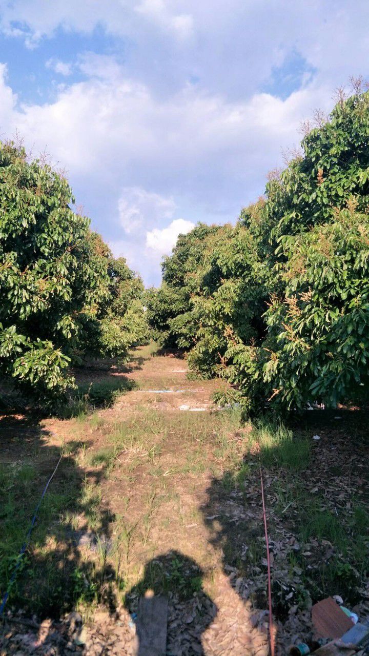 ขายที่ดิน-ส่วนลำไยแบ่งขาย-ที่ดินแปลง-2-3457-อยู่ในเขตชุมชนหมู่บ้านแคว-สารภี-เชียงใหม่