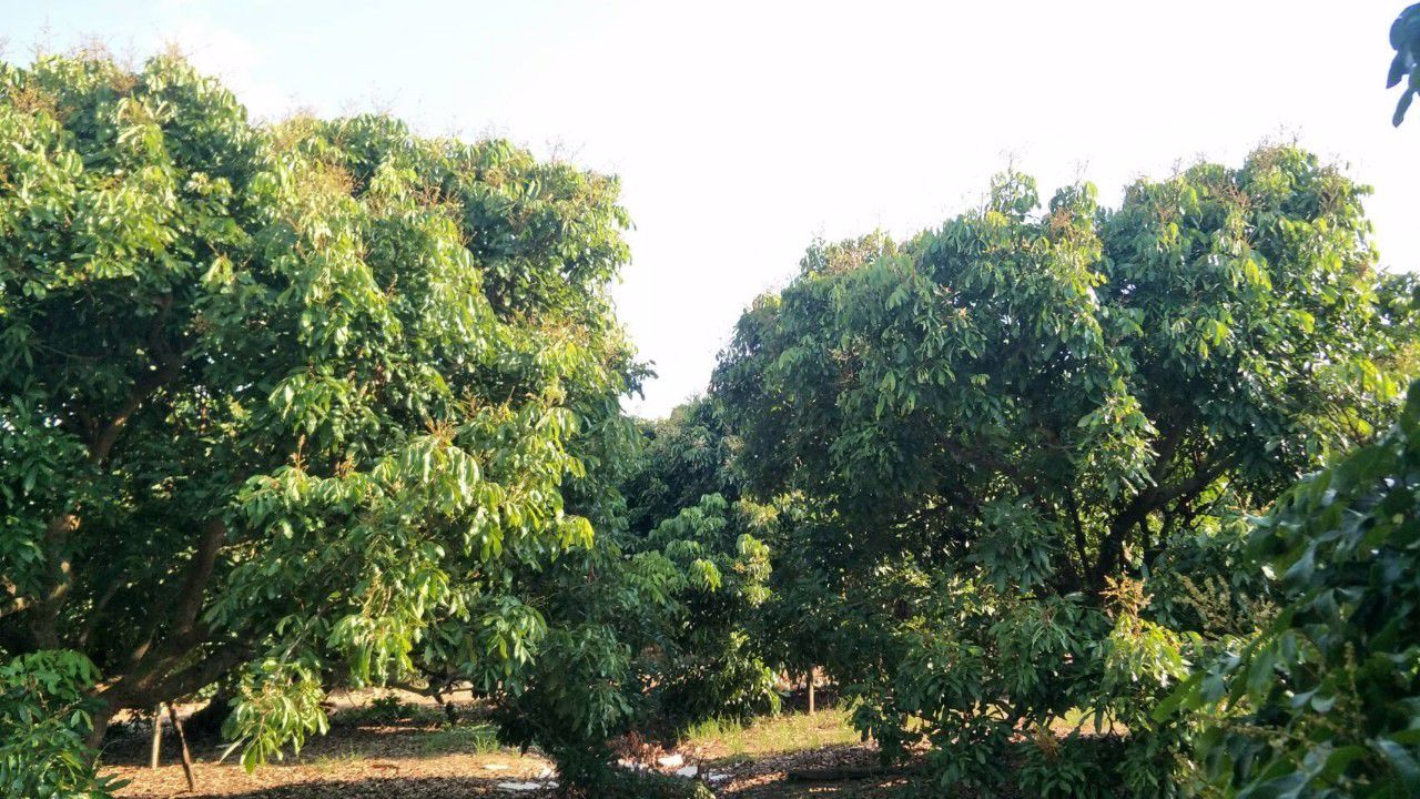 ขายที่ดิน-ส่วนลำไยแบ่งขาย-ที่ดินแปลง-2-3457-อยู่ในเขตชุมชนหมู่บ้านแคว-สารภี-เชียงใหม่