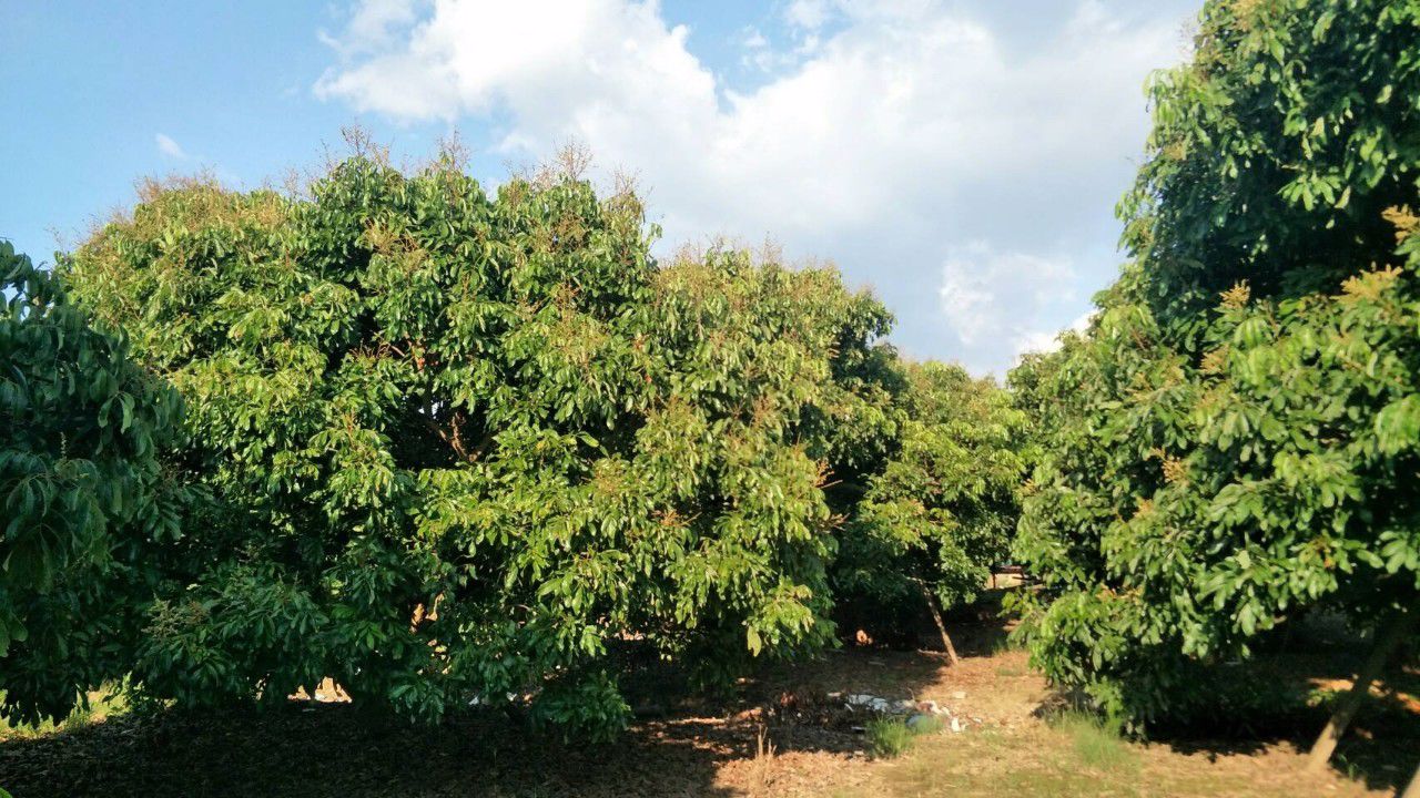 ขายที่ดิน-ส่วนลำไยแบ่งขาย-ที่ดินแปลง-2-3457-อยู่ในเขตชุมชนหมู่บ้านแคว-สารภี-เชียงใหม่