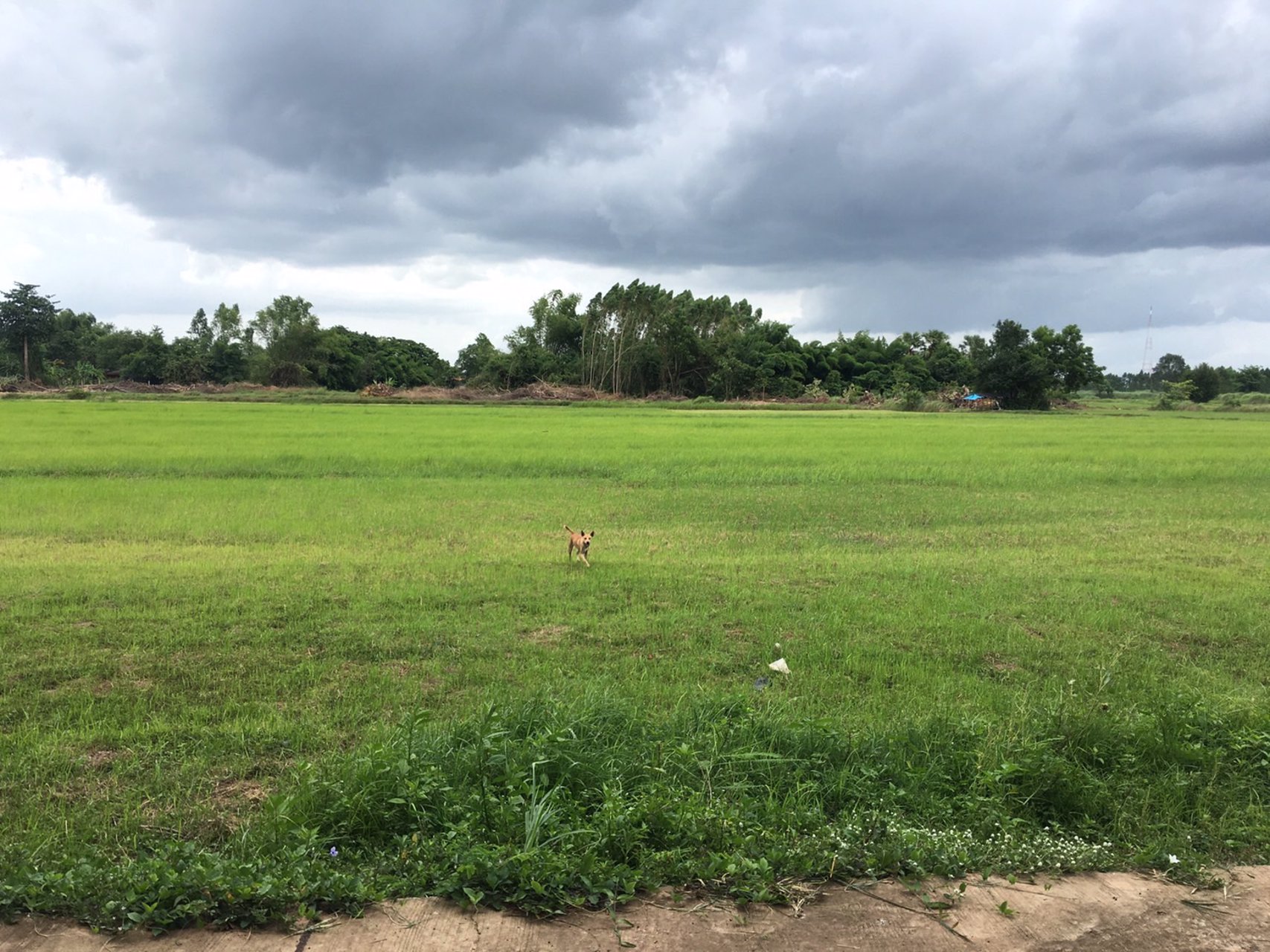 ขายที่ดินด่วน-เนื้อที่-21-ไร่-3-งาน-69-ตารางวา-ตสระแแก้ว-อเมืองสระแก้ว-จสระแก้ว