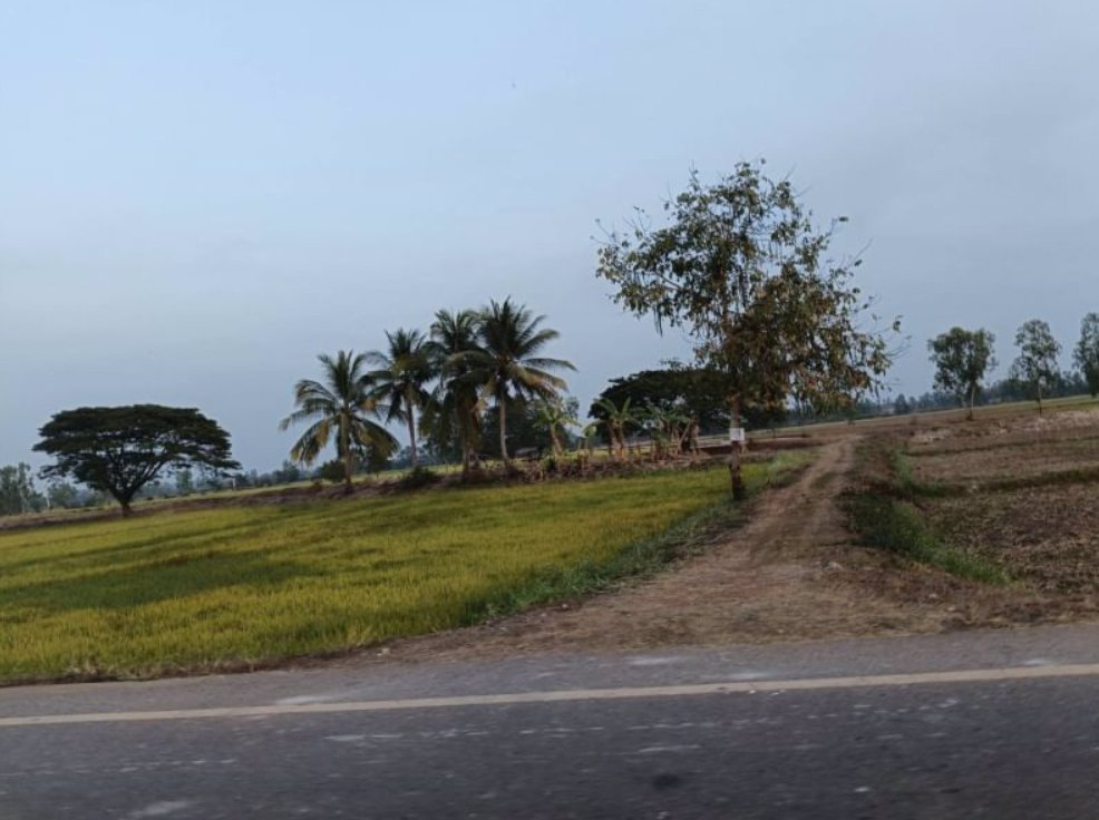 ขายที่นา-ติดลำห้วยสาธารณะทำนาได้-3รอบต่อปี