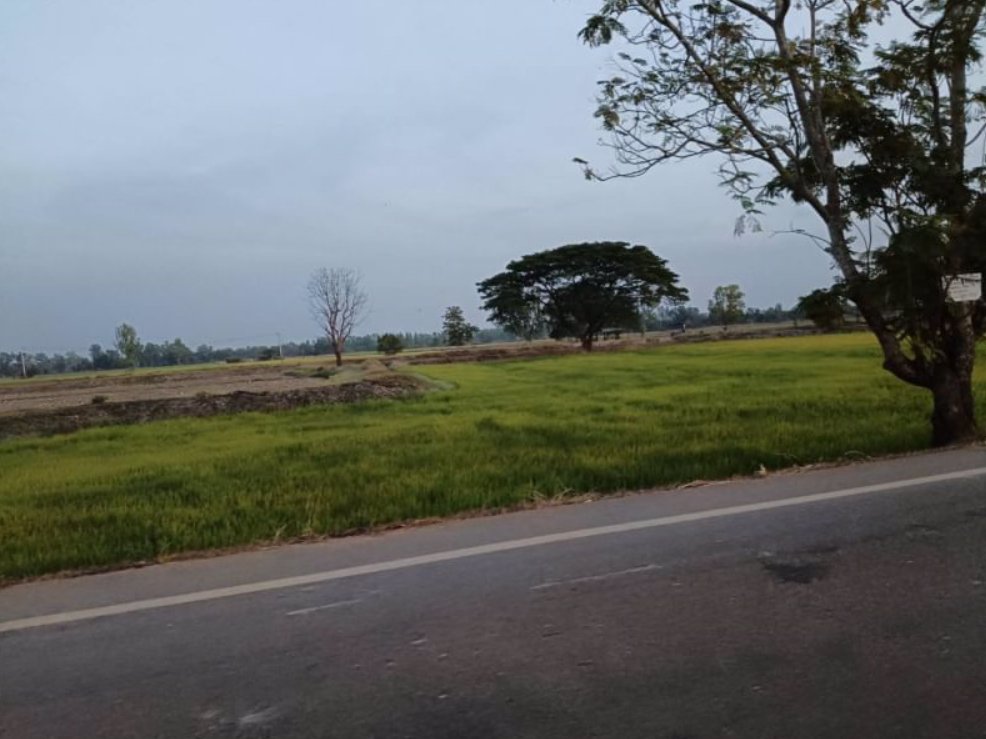 ขายที่นา-ติดลำห้วยสาธารณะทำนาได้-3รอบต่อปี