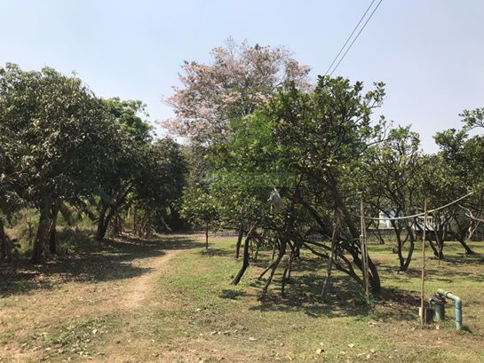 ขาย-ที่ดินสวนเกษตร-โครงการบ้านสวนโพธิ์ทอง-38540-ตรว-อบตพลับพลาไชย-ที่สวย-มีน้ำ-ไฟ-พร้อม