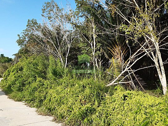 ขายที่ดิน-พร้อมสวนยางพารา-เนื้อที่-3-ไร่-3-งาน-698-ตารางวา-ซอย-พณาสนฑ์-ถนน-พณาสนฑ์-เมืองนราธิวาส