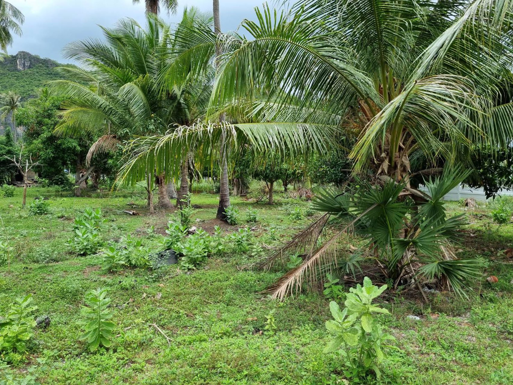 ขายที่ดินเปล่า-มีโฉนด-เนื้อที่-115-ตารางวา-มี3แปลงติดกัน-