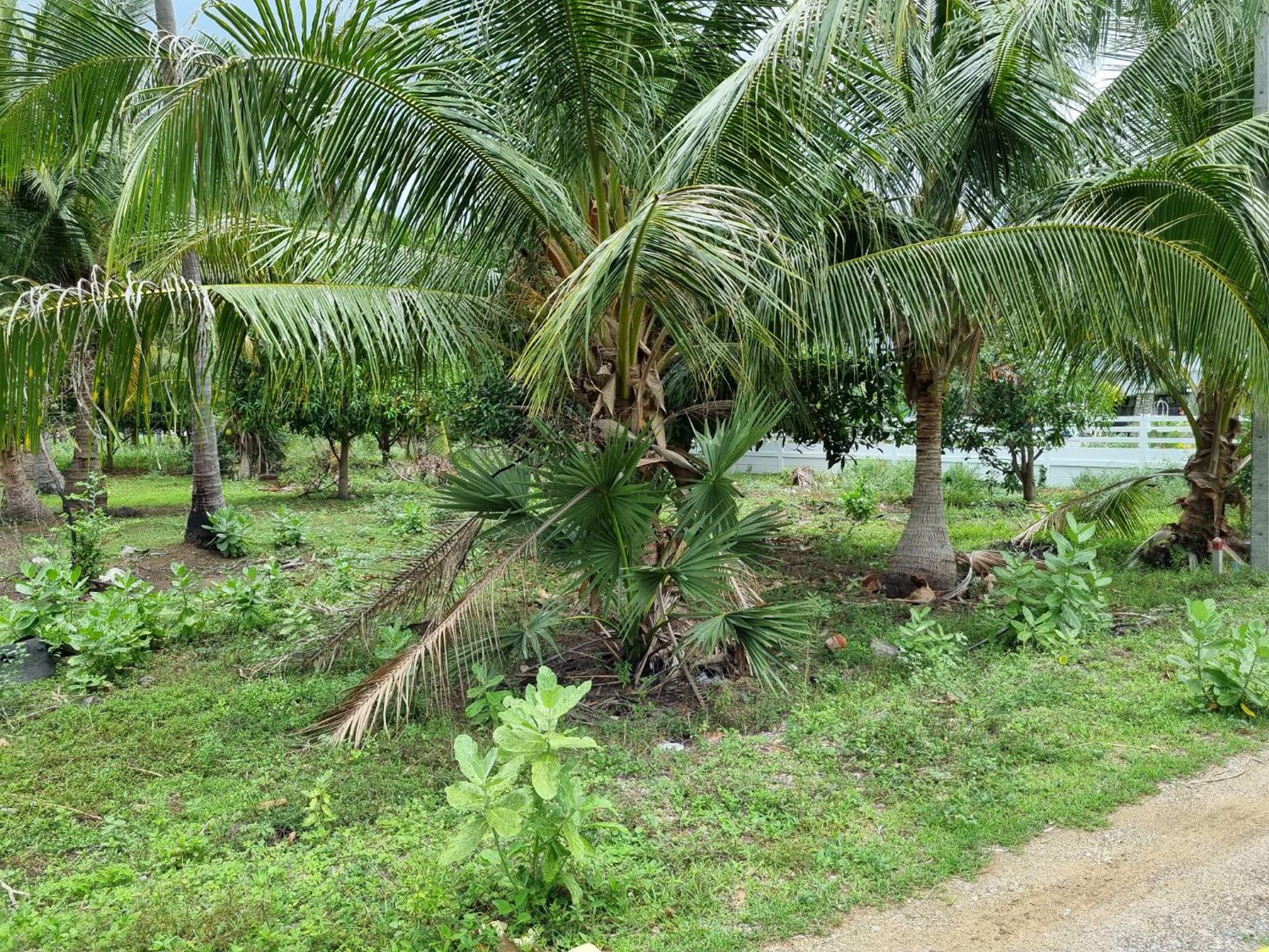 ขายที่ดินเปล่า-มีโฉนด-เนื้อที่-115-ตารางวา-มี3แปลงติดกัน-