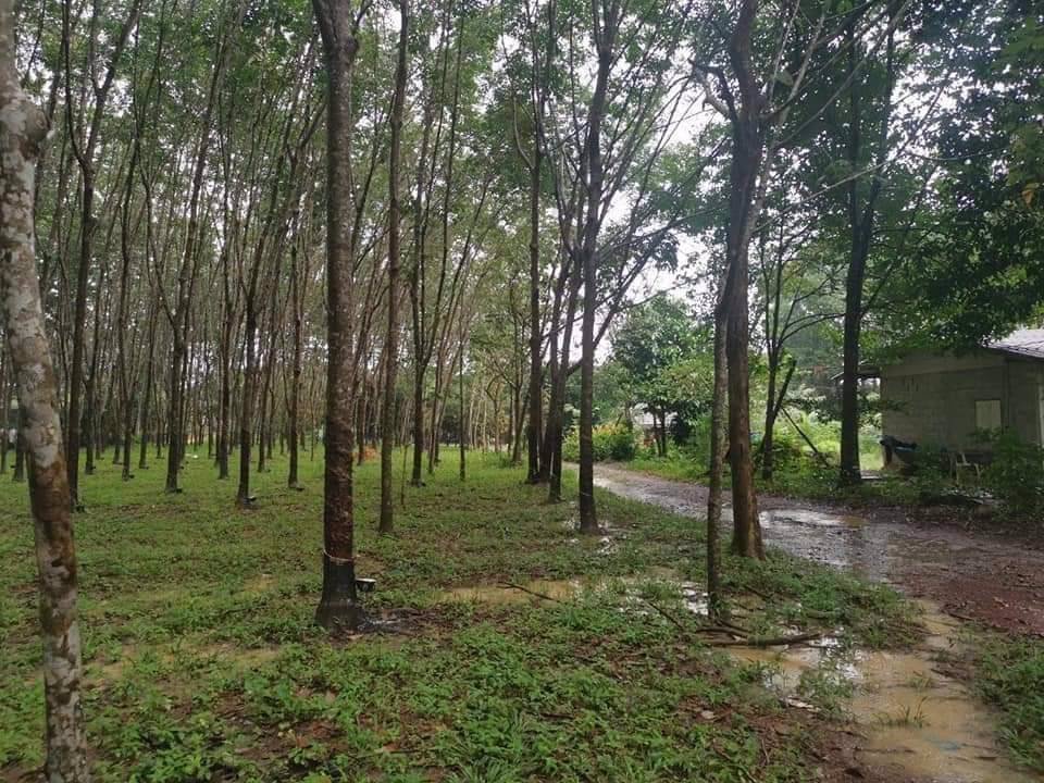 ขายที่ดินติดถนนเส้นท่าหาด-เนื้อที่-5-ไร่-90-ตรวา-5-0-90-