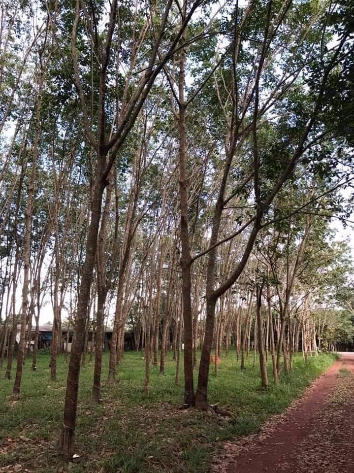 ขายที่ดินติดถนนเส้นท่าหาด-เนื้อที่-5-ไร่-90-ตรวา-5-0-90-