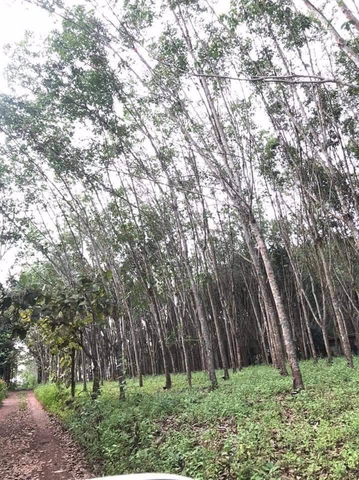 ขายที่ดินติดถนนเส้นท่าหาด-เนื้อที่-5-ไร่-90-ตรวา-5-0-90-