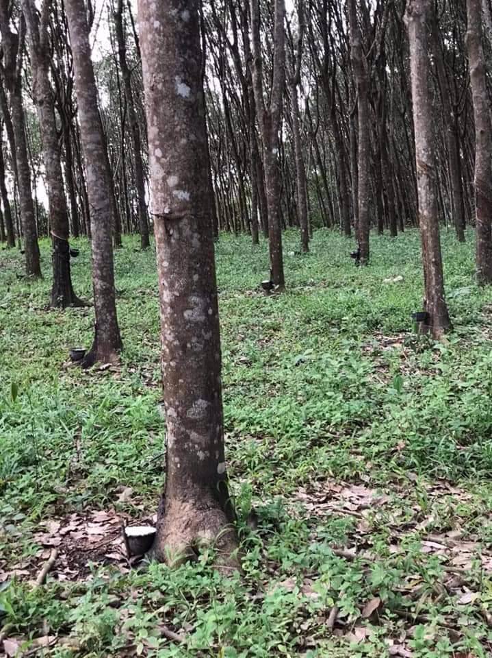 ขายที่ดินติดถนนเส้นท่าหาด-เนื้อที่-5-ไร่-90-ตรวา-5-0-90-