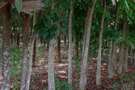 ขายที่สวนยางพารา13ไร่กว่า-ติดคลองเทพา-ที่เหมาะแก่การดูดทราย