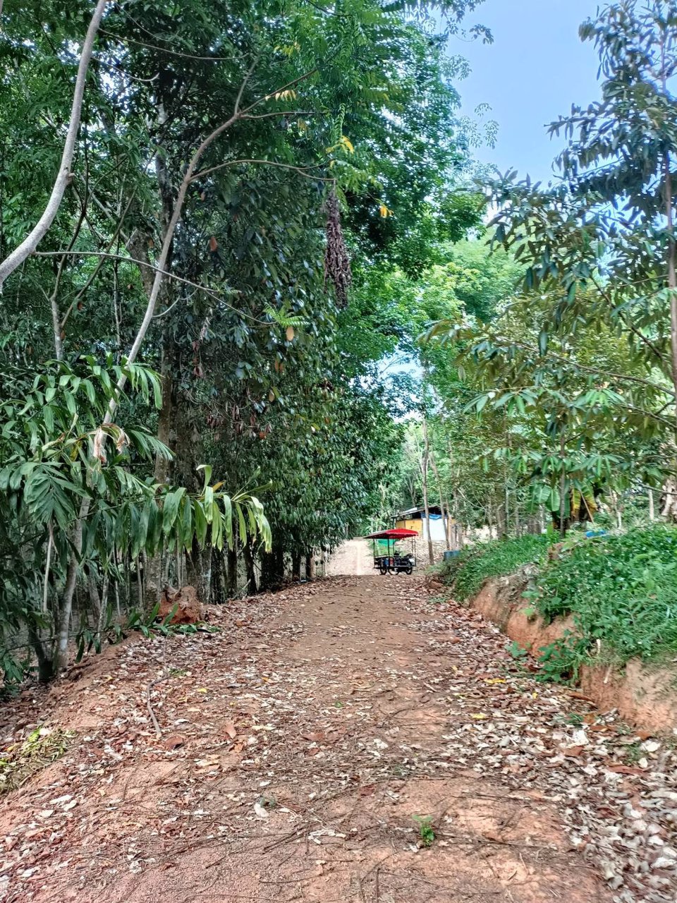 ขายที่ดินบนเกาะยาวน้อย-จพังงา