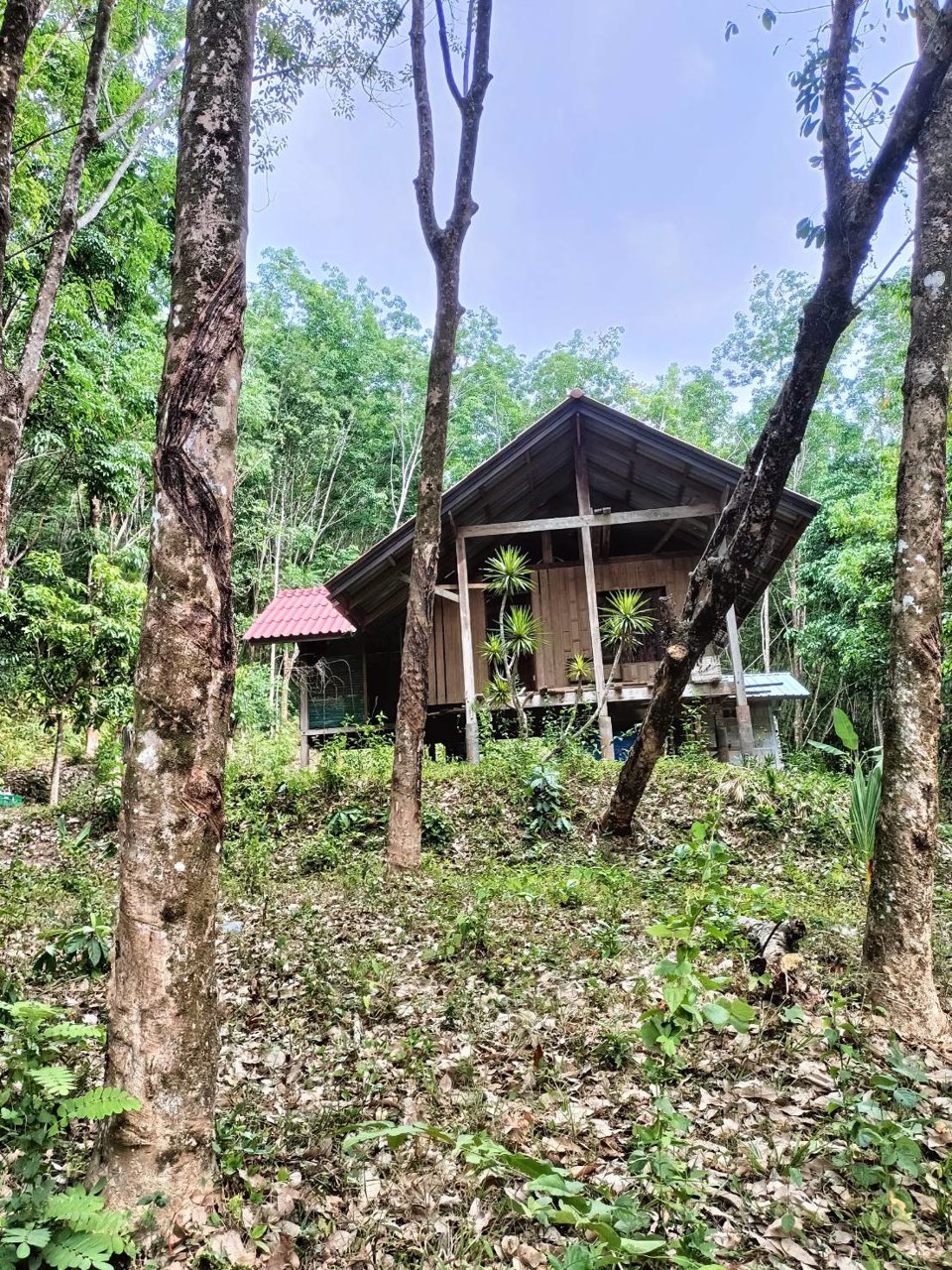 ขายที่ดินบนเกาะยาวน้อย-จพังงา