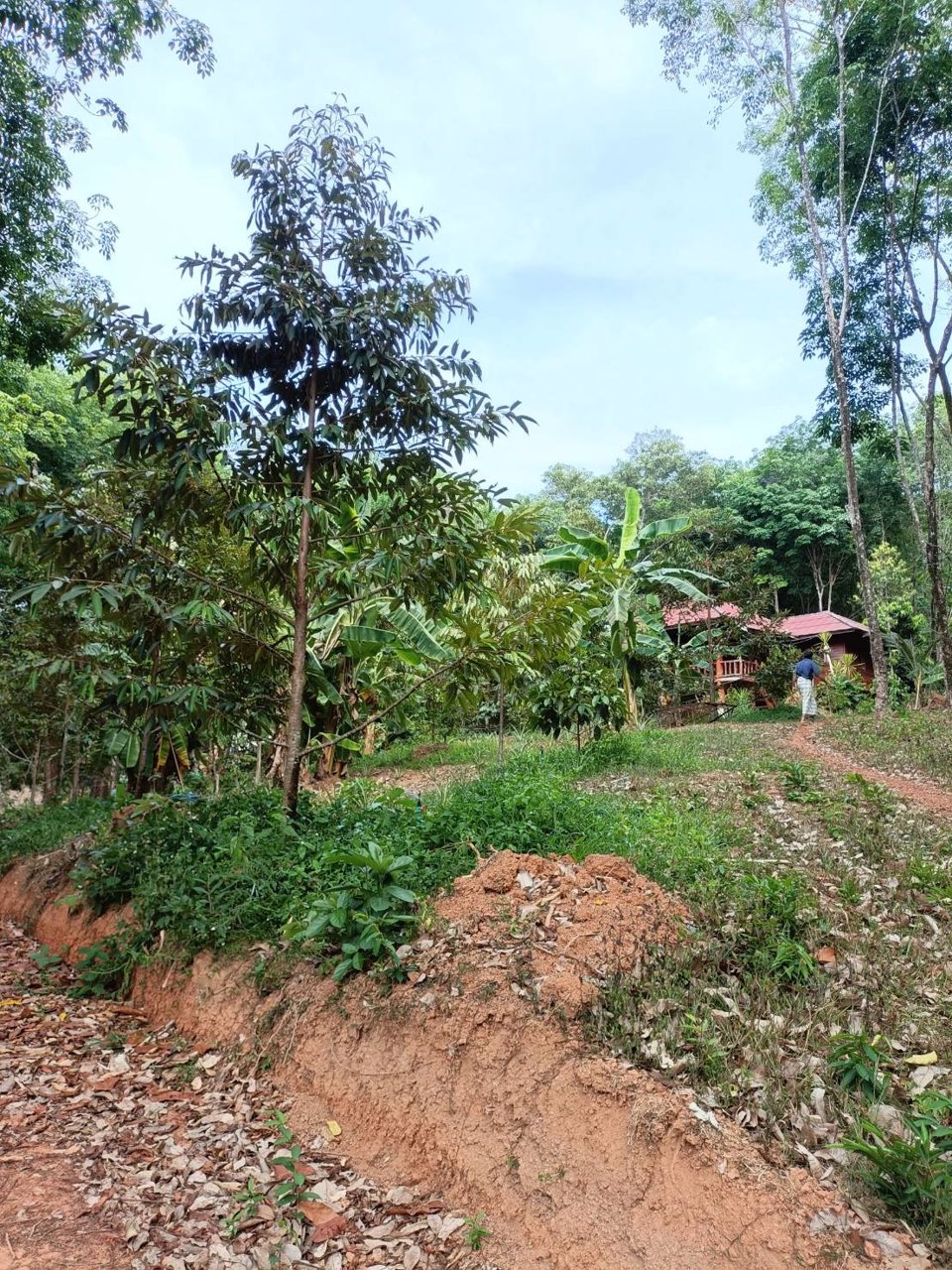 ขายที่ดินบนเกาะยาวน้อย-จพังงา