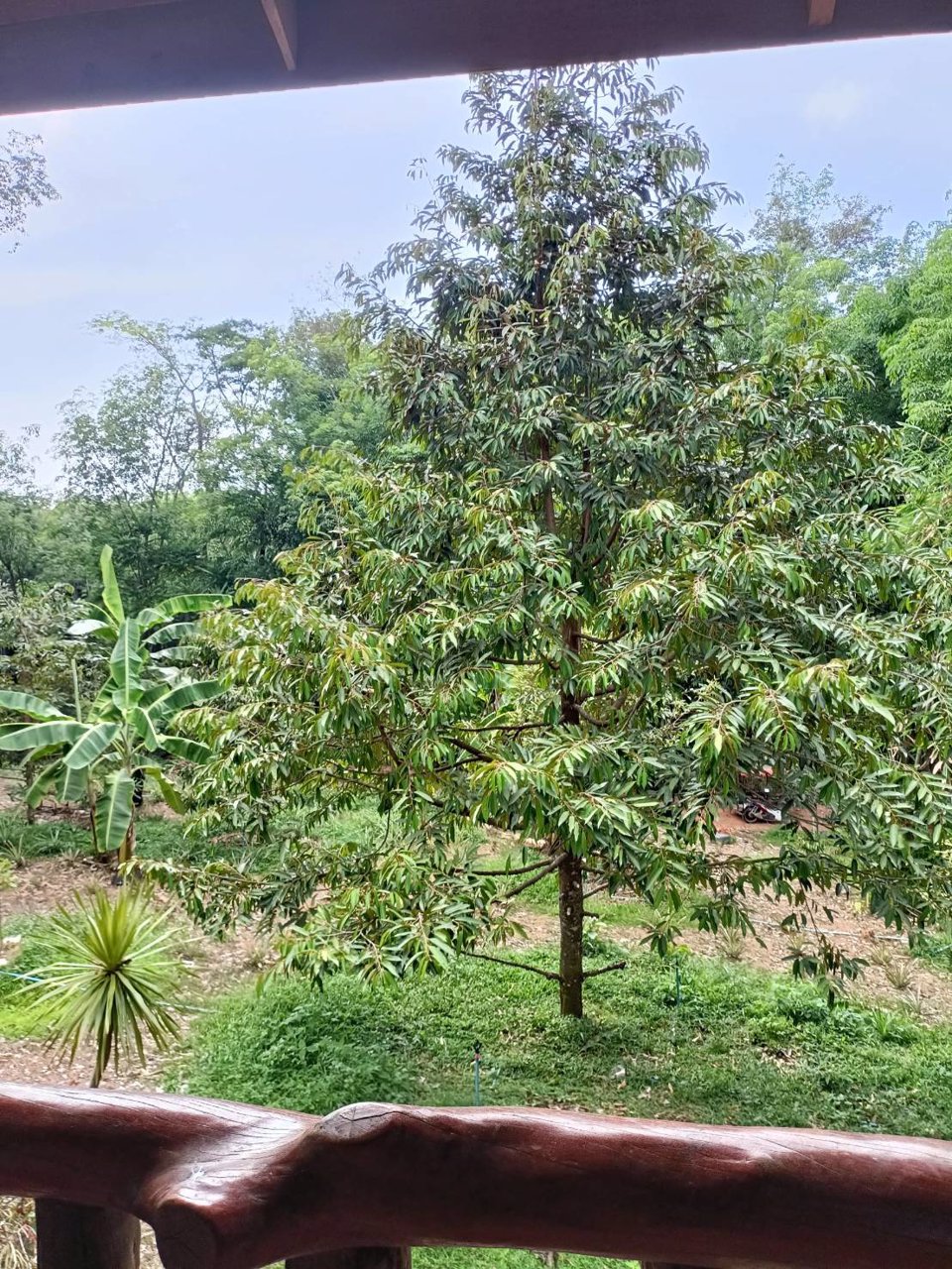 ขายที่ดินบนเกาะยาวน้อย-จพังงา