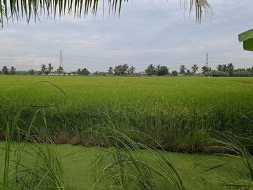 ขายที่ดิน-3-ไร่-ขายยกแปลง-ราคา-3900000-รวมค่าโอนและภาษี-เจ้าของขายเอง-เป็นที่นา-กว้าง-60-ลึก-80