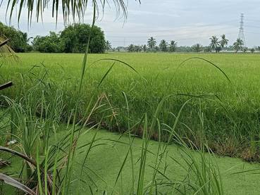 ขายที่ดิน-3-ไร่-ขายยกแปลง-ราคา-3900000-รวมค่าโอนและภาษี-เจ้าของขายเอง-เป็นที่นา-กว้าง-60-ลึก-80
