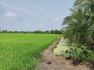 ขายที่ดิน-3-ไร่-ขายยกแปลง-ราคา-3900000-รวมค่าโอนและภาษี-เจ้าของขายเอง-เป็นที่นา-กว้าง-60-ลึก-80