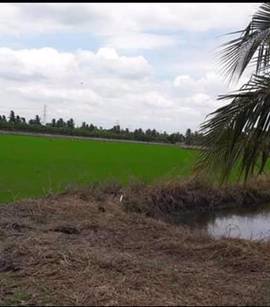 ขายที่ดิน-3-ไร่-ขายยกแปลง-ราคา-3900000-รวมค่าโอนและภาษี-เจ้าของขายเอง-เป็นที่นา-กว้าง-60-ลึก-80