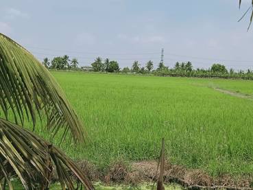 ขายที่ดิน-3-ไร่-ขายยกแปลง-ราคา-3900000-รวมค่าโอนและภาษี-เจ้าของขายเอง-เป็นที่นา-กว้าง-60-ลึก-80