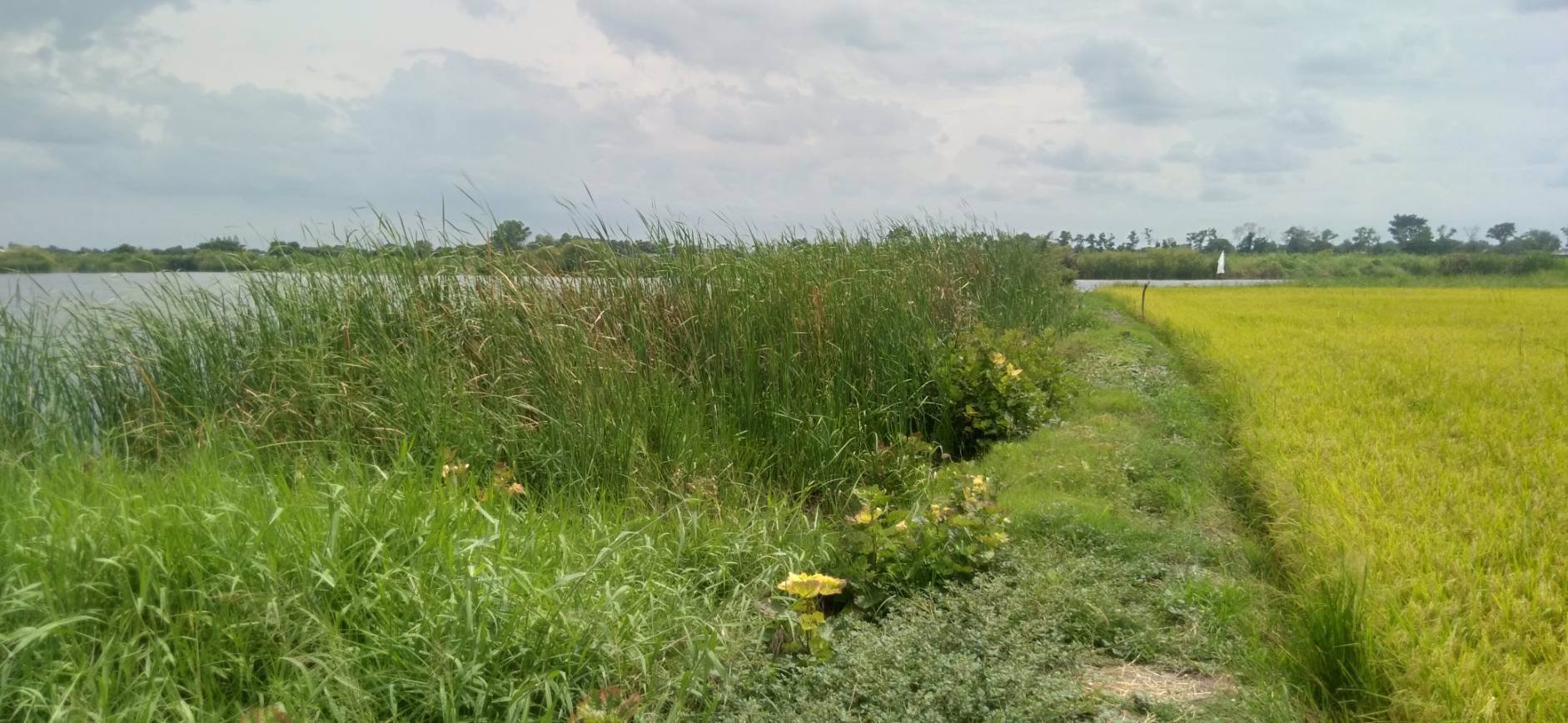 ขายด่วนที่บ่อดินเก่า-27ไร่-บางปลาม้า-สุพรรณบุรี