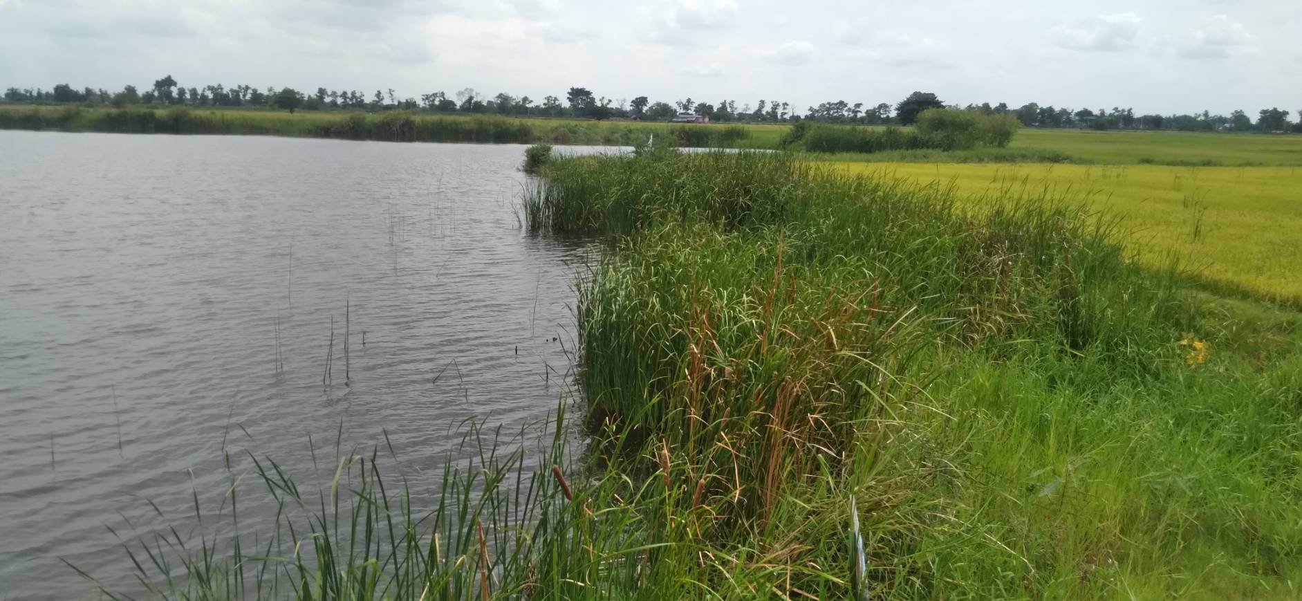 ขายด่วนที่บ่อดินเก่า-27ไร่-บางปลาม้า-สุพรรณบุรี