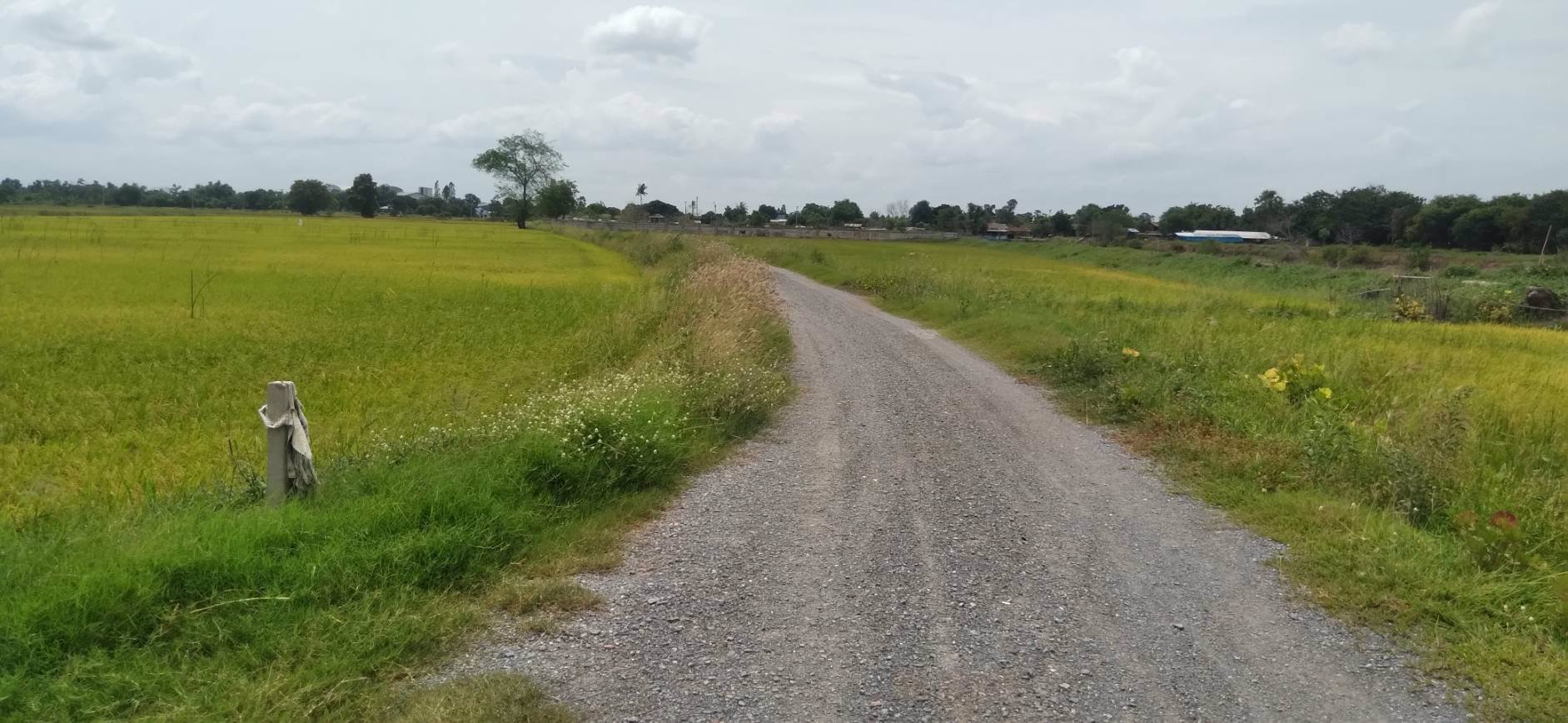 ขายด่วนที่บ่อดินเก่า-27ไร่-บางปลาม้า-สุพรรณบุรี