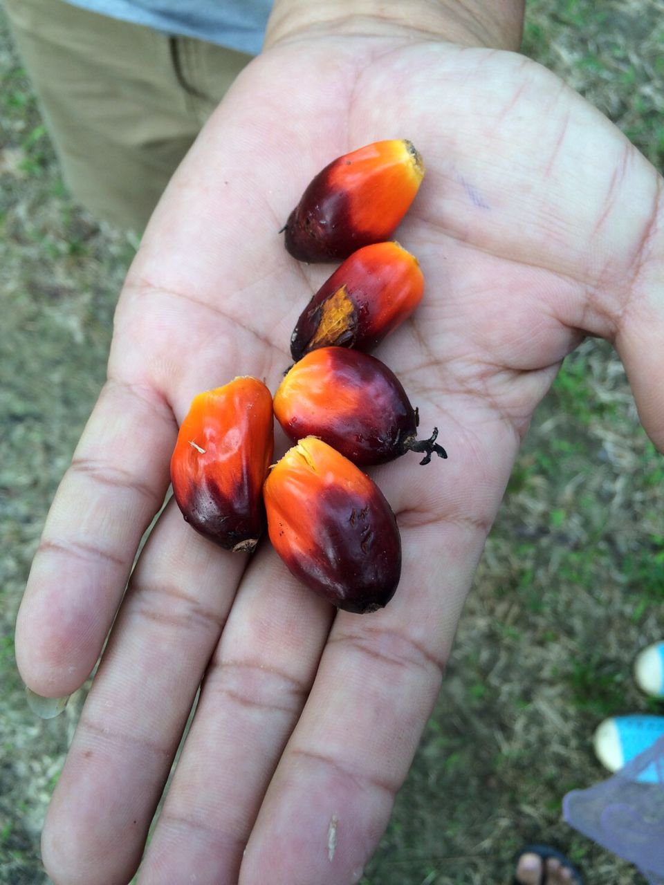 ที่ดินสวนปาล์มท้ายเหมือง-ตท้ายเหมือง-พังงา-30ไร่-1งาน-55ตรว