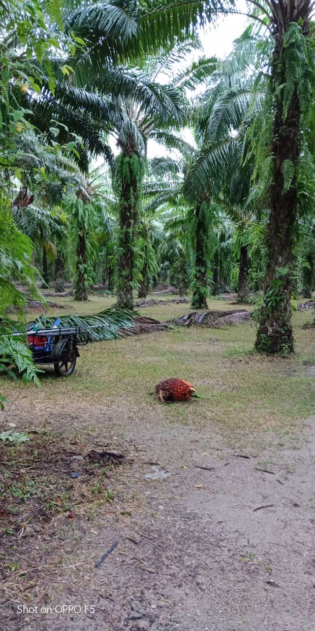 ที่ดินสวนปาล์มท้ายเหมือง-ตท้ายเหมือง-พังงา-30ไร่-1งาน-55ตรว