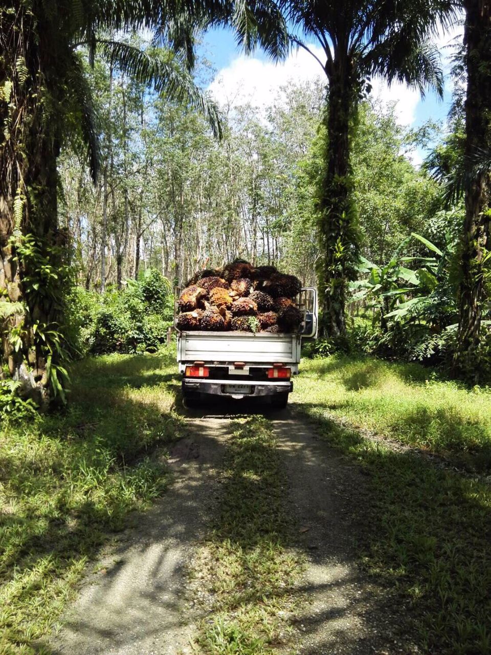 ที่ดินสวนปาล์มท้ายเหมือง-ตท้ายเหมือง-พังงา-30ไร่-1งาน-55ตรว