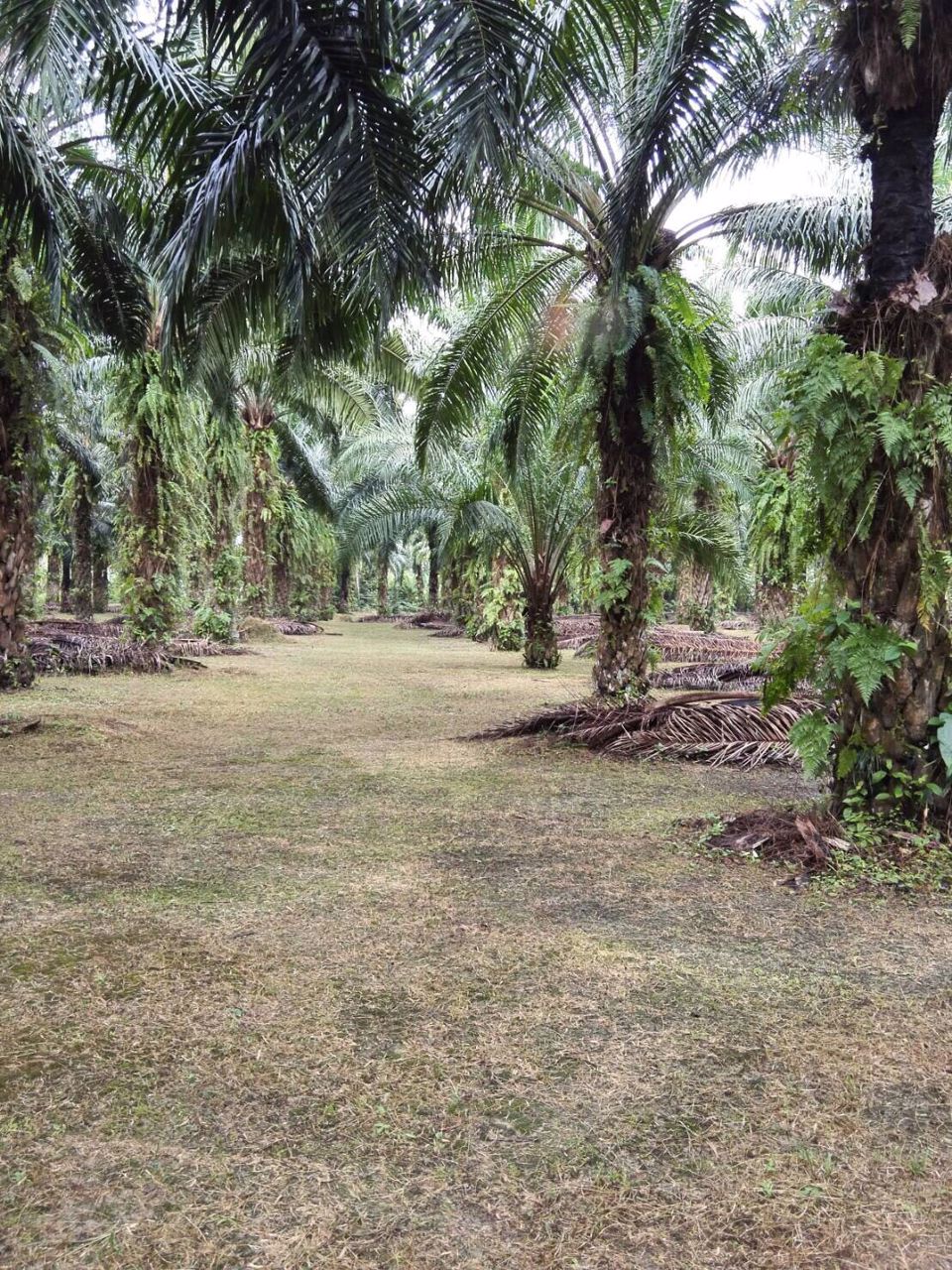 ที่ดินสวนปาล์มท้ายเหมือง-ตท้ายเหมือง-พังงา-30ไร่-1งาน-55ตรว