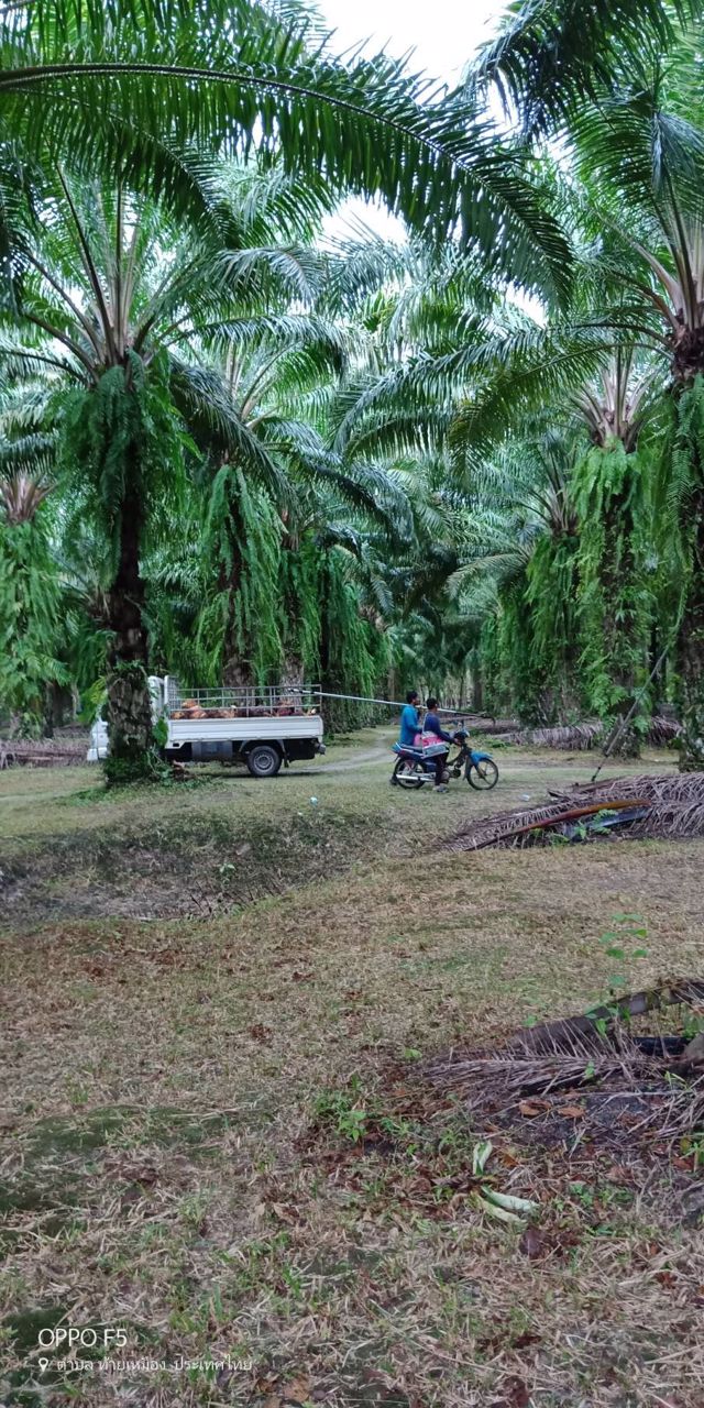 ที่ดินสวนปาล์มท้ายเหมือง-ตท้ายเหมือง-พังงา-30ไร่-1งาน-55ตรว