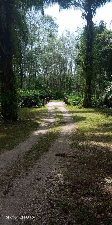 ที่ดินสวนปาล์มท้ายเหมือง-ตท้ายเหมือง-พังงา-30ไร่-1งาน-55ตรว