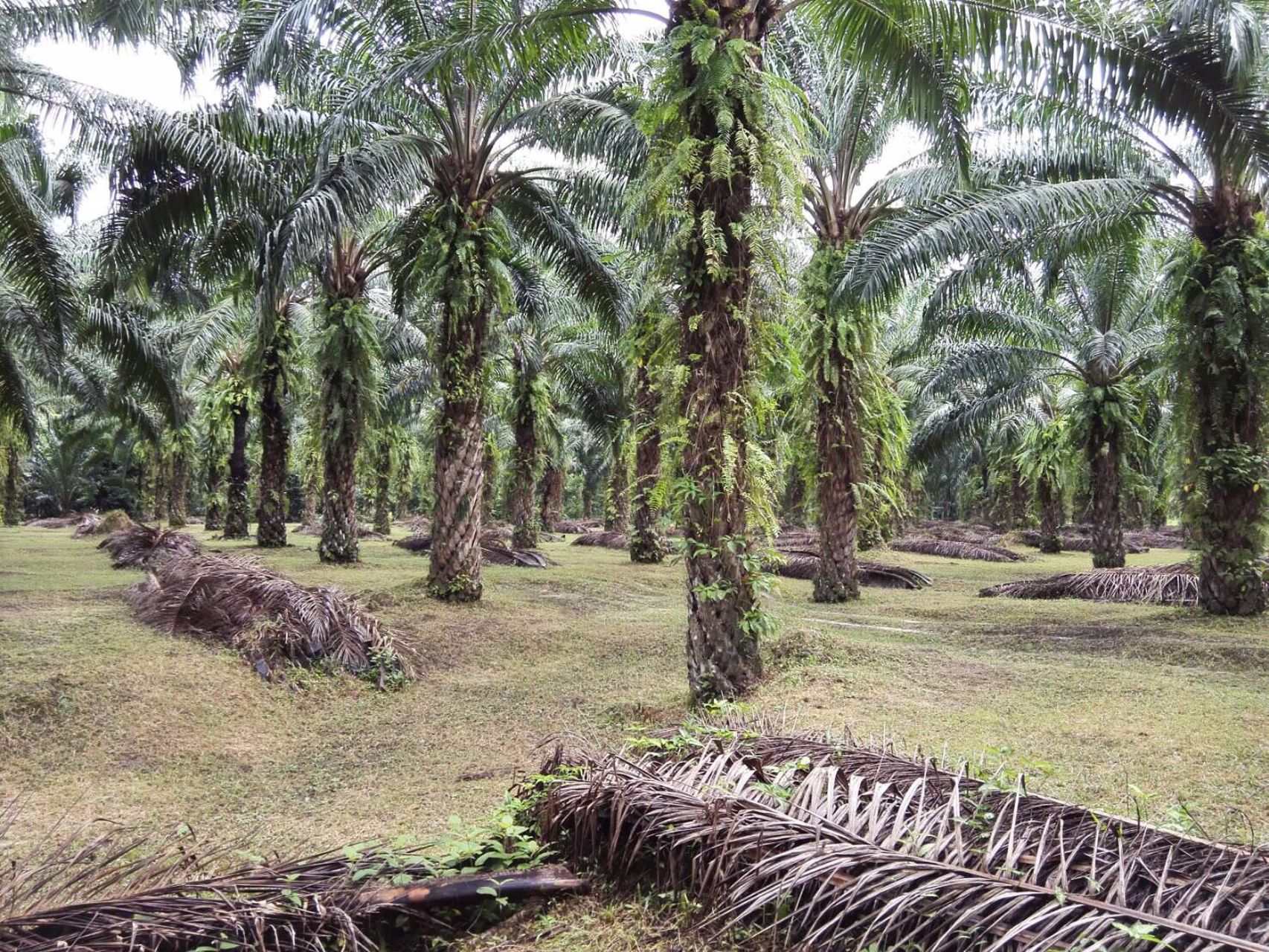 ที่ดินสวนปาล์มท้ายเหมือง-ตท้ายเหมือง-พังงา-30ไร่-1งาน-55ตรว