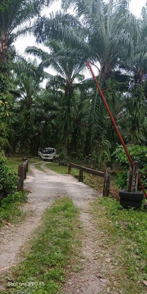 ที่ดินสวนปาล์มท้ายเหมือง-ตท้ายเหมือง-พังงา-30ไร่-1งาน-55ตรว