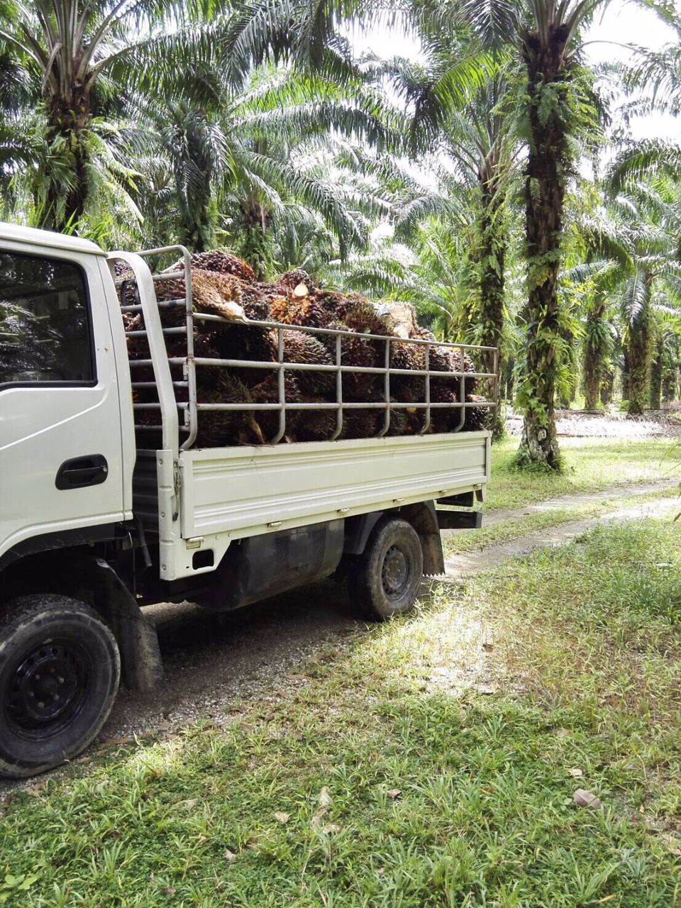 ที่ดินสวนปาล์มท้ายเหมือง-ตท้ายเหมือง-พังงา-30ไร่-1งาน-55ตรว