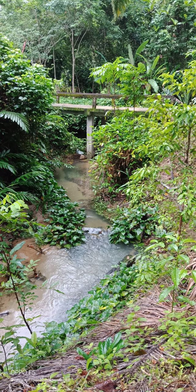 ที่ดินสวนปาล์มท้ายเหมือง-ตท้ายเหมือง-พังงา-30ไร่-1งาน-55ตรว