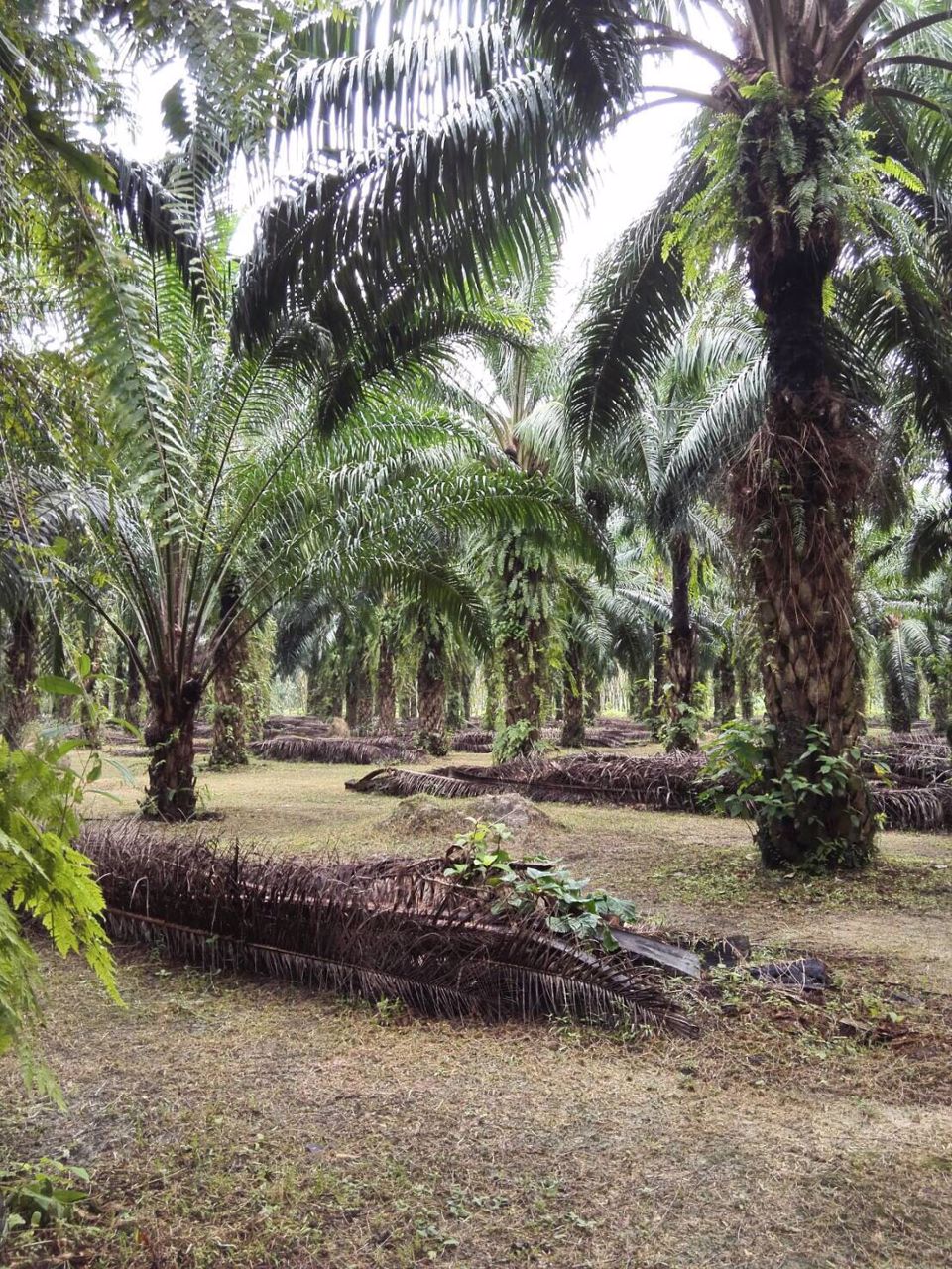 ที่ดินสวนปาล์มท้ายเหมือง-ตท้ายเหมือง-พังงา-30ไร่-1งาน-55ตรว