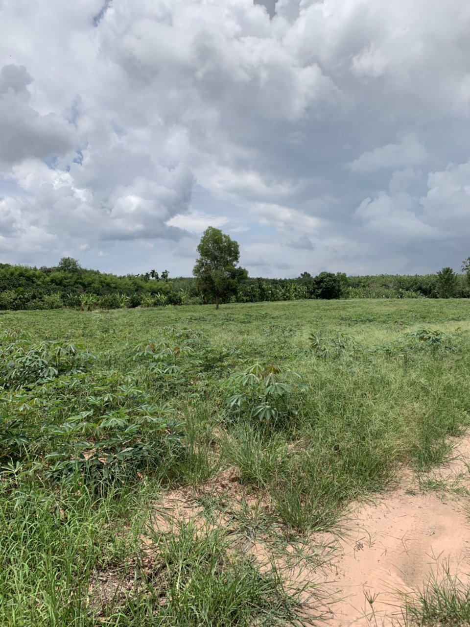 ขายที่ดินเปล่า-แปลงละ-2-ไร่ๆละ-495000-อยู่ในแหล่งชุมชน-ไฟฟ้า-ประปาพร้อม