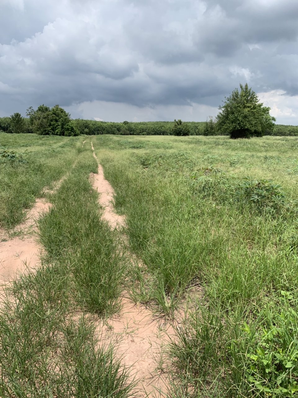 ขายที่ดินเปล่า-แปลงละ-2-ไร่ๆละ-495000-อยู่ในแหล่งชุมชน-ไฟฟ้า-ประปาพร้อม