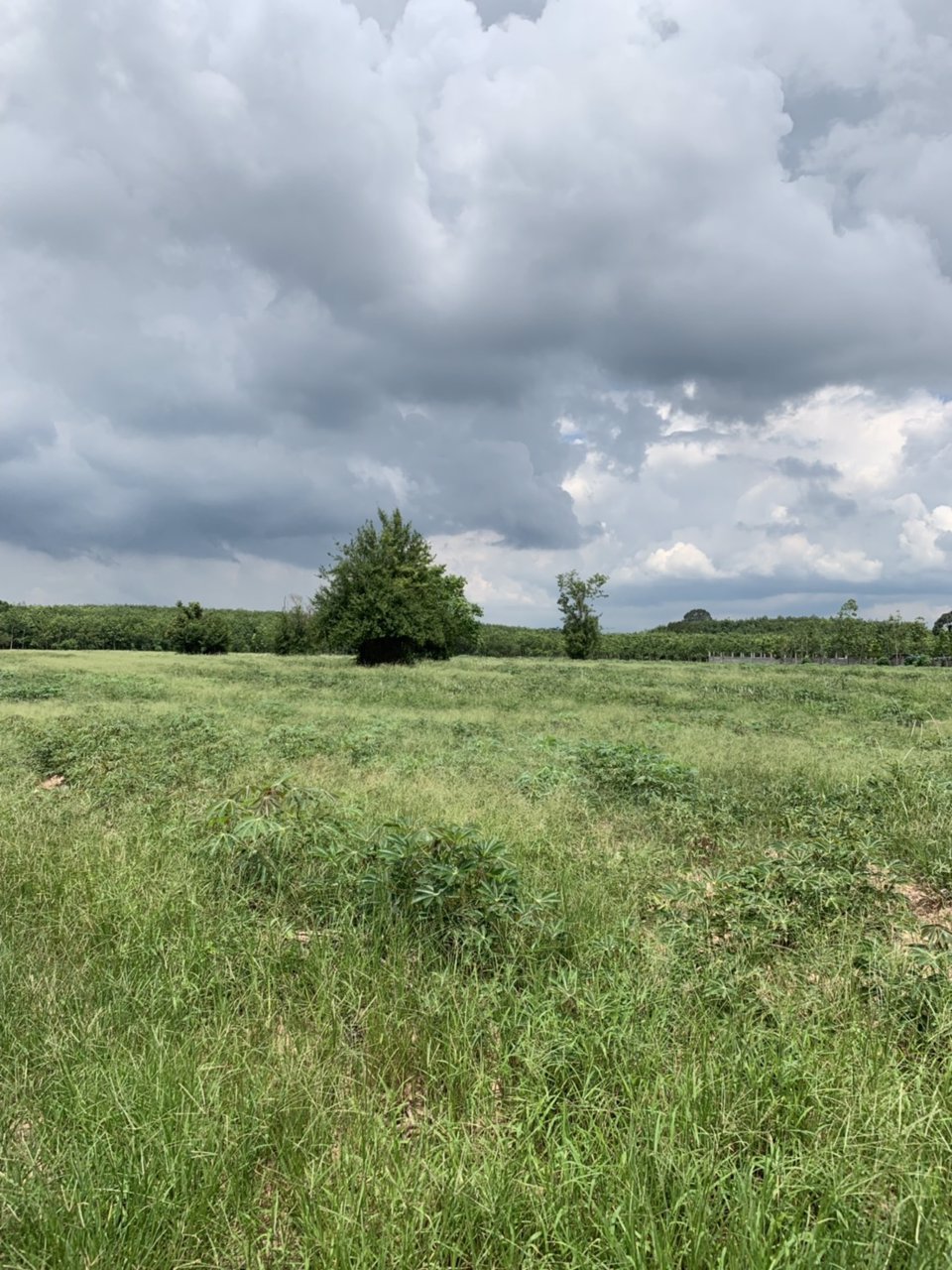 ขายที่ดินเปล่า-แปลงละ-2-ไร่ๆละ-495000-อยู่ในแหล่งชุมชน-ไฟฟ้า-ประปาพร้อม