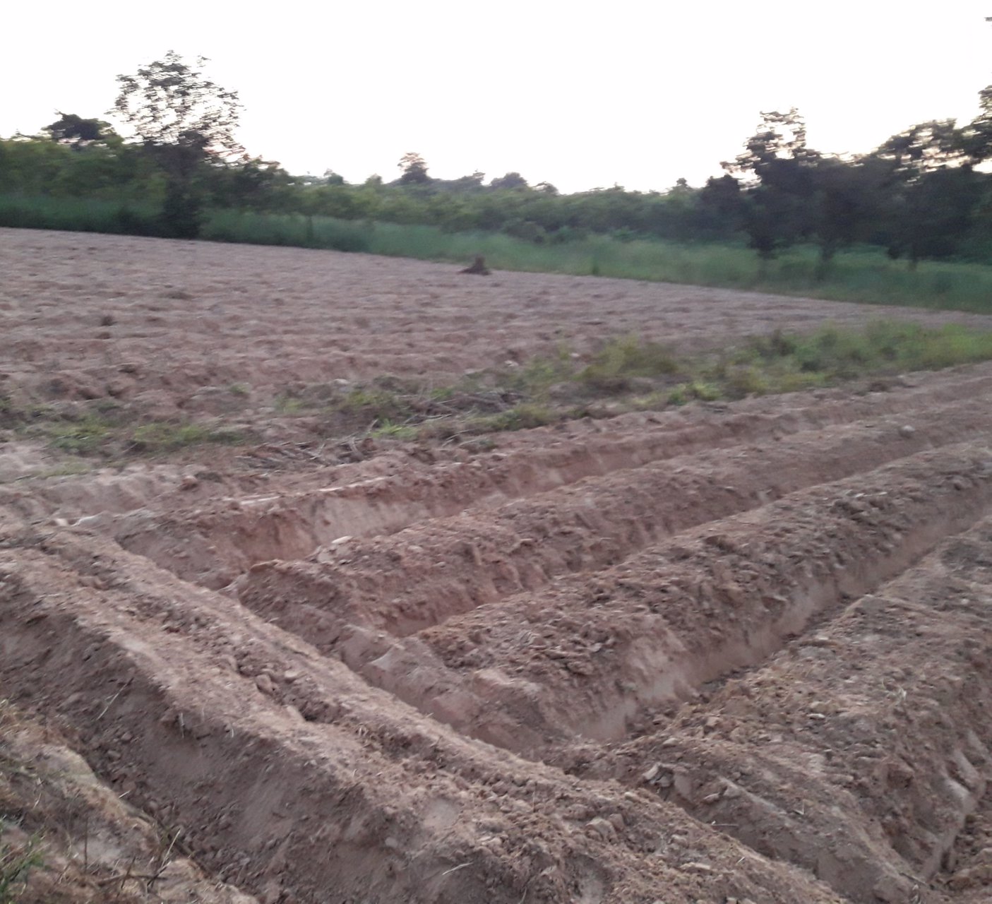 ขายที่ดิน-17-ไร่-564-ตรว-โฉนดเลขที่-87882-จังหวัดอุดรธานี