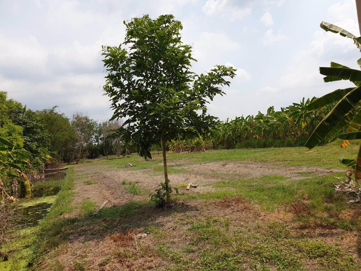 ขายบ้านเดี่ยว-อหนองเสือ-จปทุมธานี