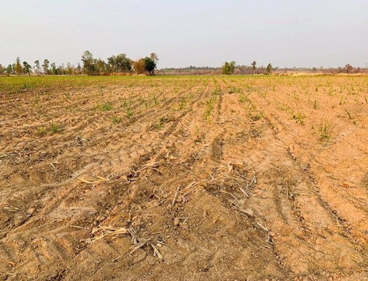 ขายด่วน-ที่ดินที่นา-ราคาพิเศษ-บ้านทุ่งปลากัด-อำเภอสว่างแดนดิน-จังหวัดสกลนคร