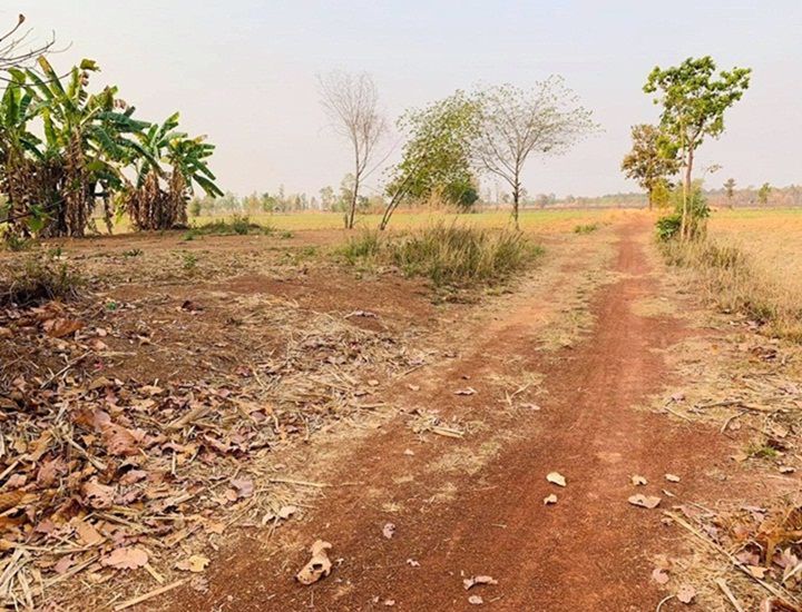 ขายด่วน-ที่ดินที่นา-ราคาพิเศษ-บ้านทุ่งปลากัด-อำเภอสว่างแดนดิน-จังหวัดสกลนคร
