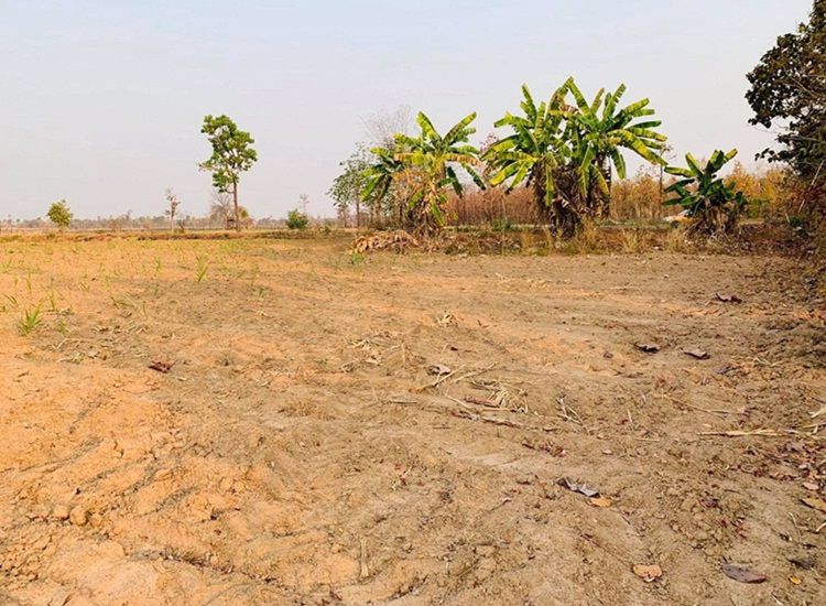 ขายด่วน-ที่ดินที่นา-ราคาพิเศษ-บ้านทุ่งปลากัด-อำเภอสว่างแดนดิน-จังหวัดสกลนคร