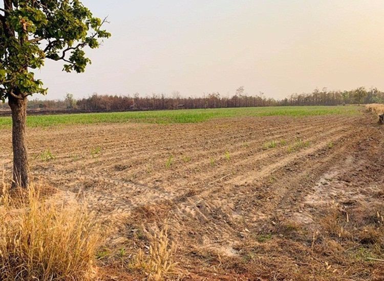 ขายด่วน-ที่ดินที่นา-ราคาพิเศษ-บ้านทุ่งปลากัด-อำเภอสว่างแดนดิน-จังหวัดสกลนคร