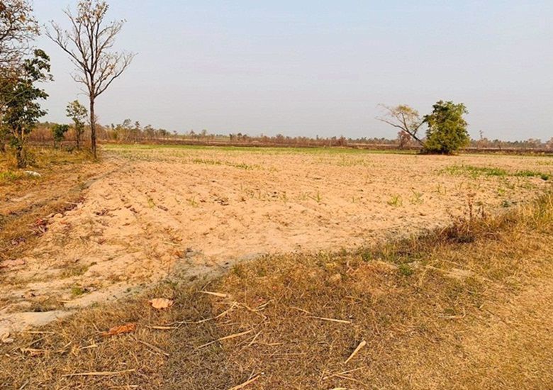 ขายด่วน-ที่ดินที่นา-ราคาพิเศษ-บ้านทุ่งปลากัด-อำเภอสว่างแดนดิน-จังหวัดสกลนคร