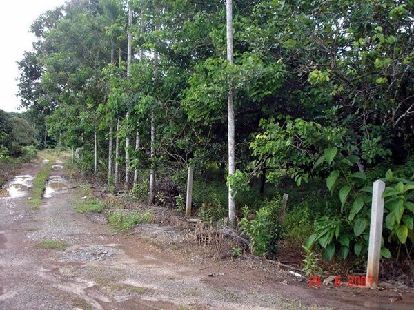 ให้เช่าที่ดินพร้อมบ้าน-มีสวนผลไม้-ปลูกยางในพื้นที่-15-ไร่-ติดถสุขุมวิท-อเขาสมิง-จตราด