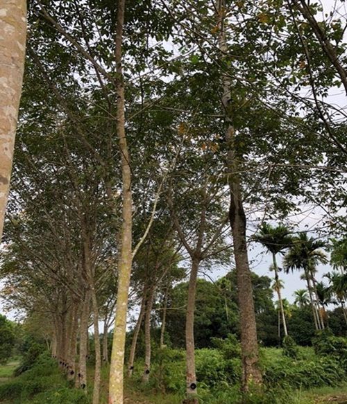 ให้เช่าที่ดินพร้อมบ้าน-มีสวนผลไม้-ปลูกยางในพื้นที่-15-ไร่-ติดถสุขุมวิท-อเขาสมิง-จตราด